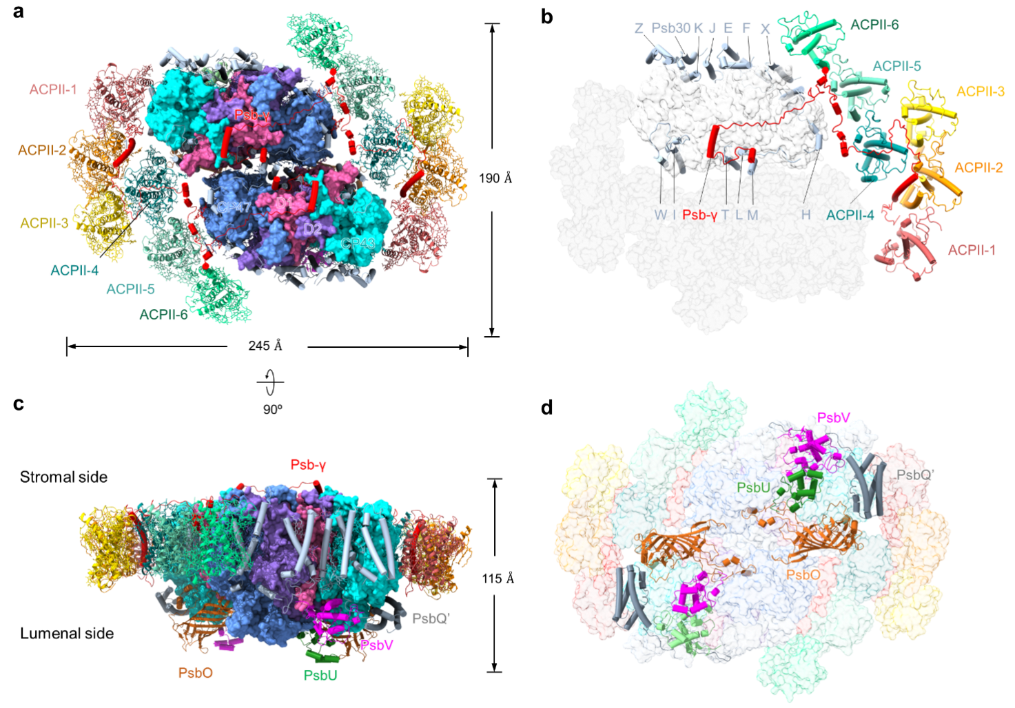 New Progress in Structure, Function and Evolution of Cryptophyte Photosystem PSII–LHCII