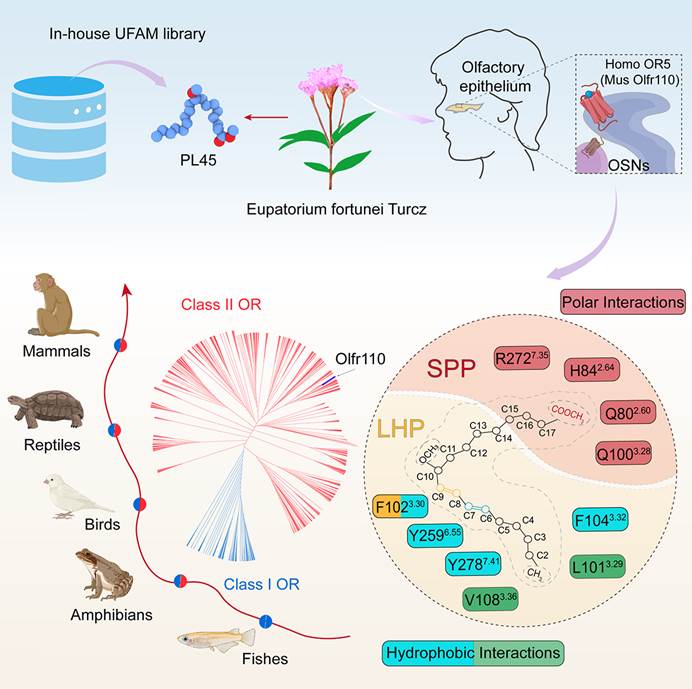 Cell+2!  SDU Researchers Revealed the Dual Functions (Olfactory Recognition + Metabolic Regulation) and Molecular Mechanisms of Olfactory Receptor Or5v1/Olfr110