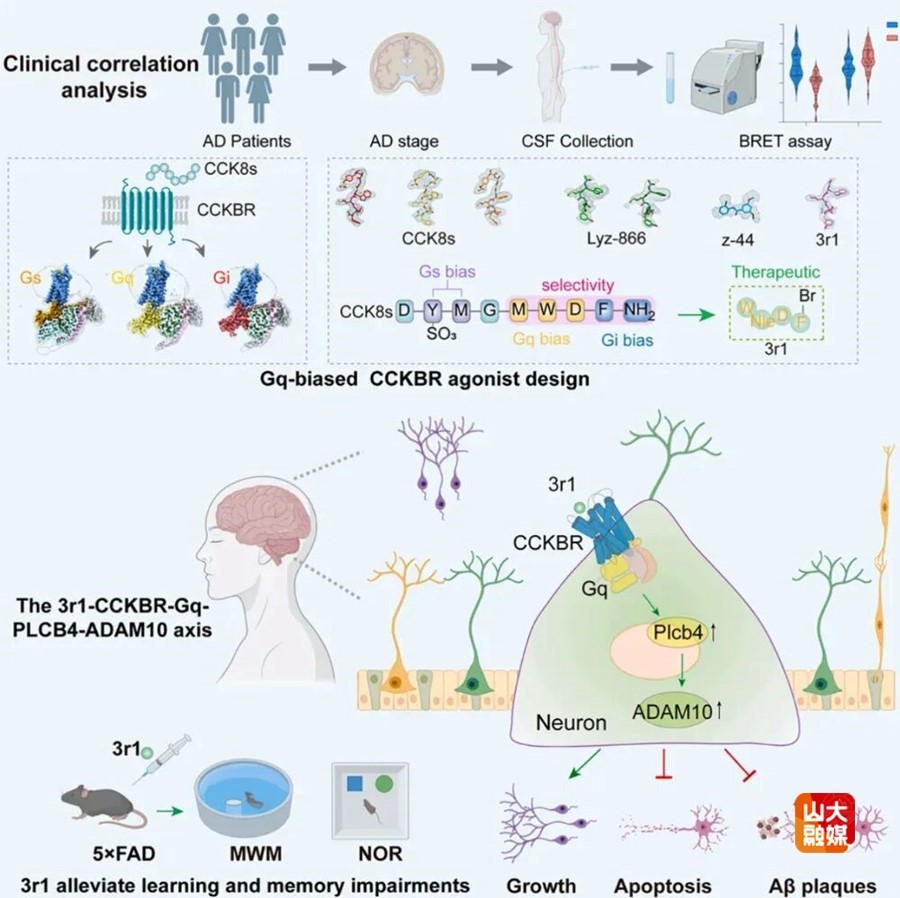 Cell+1！ Professor Sun Jin-Peng's Team Publishes Groundbreaking Findings, Revealing CCKBR Biased Signaling Regulation Mechanism and Offering New Strategies for Alzheimer's Disease Treatment