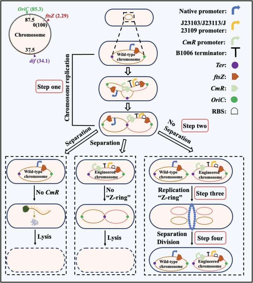 Professors Liang Quanfeng and Qi Qingsheng Made New Progress in the Field of the Creation of Artificial Polyploid Escherichia coli.