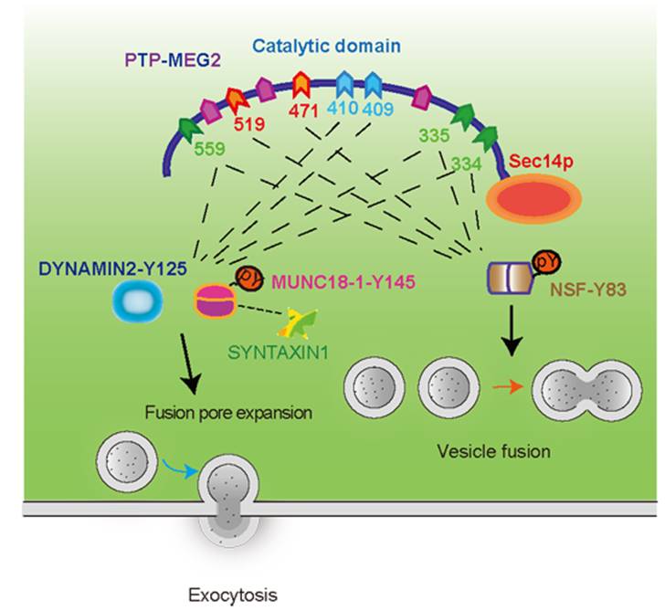 Prof. Yu Xiao/Sun Jinpeng's Research Group Made New Progress in the Field of Vesicle Secretion