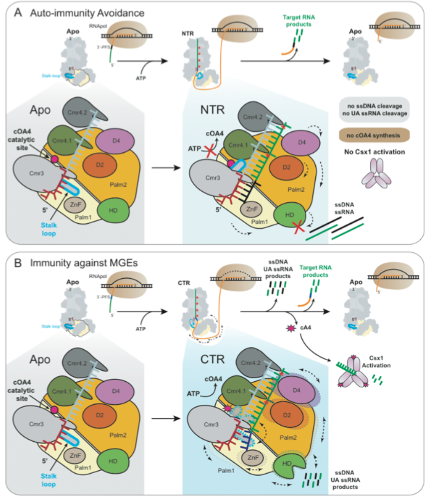 Prof. She Qunxin’s Group Published Research Article in Molecular Cell Journal with Research Group from the University of Copenhagen, Denmark