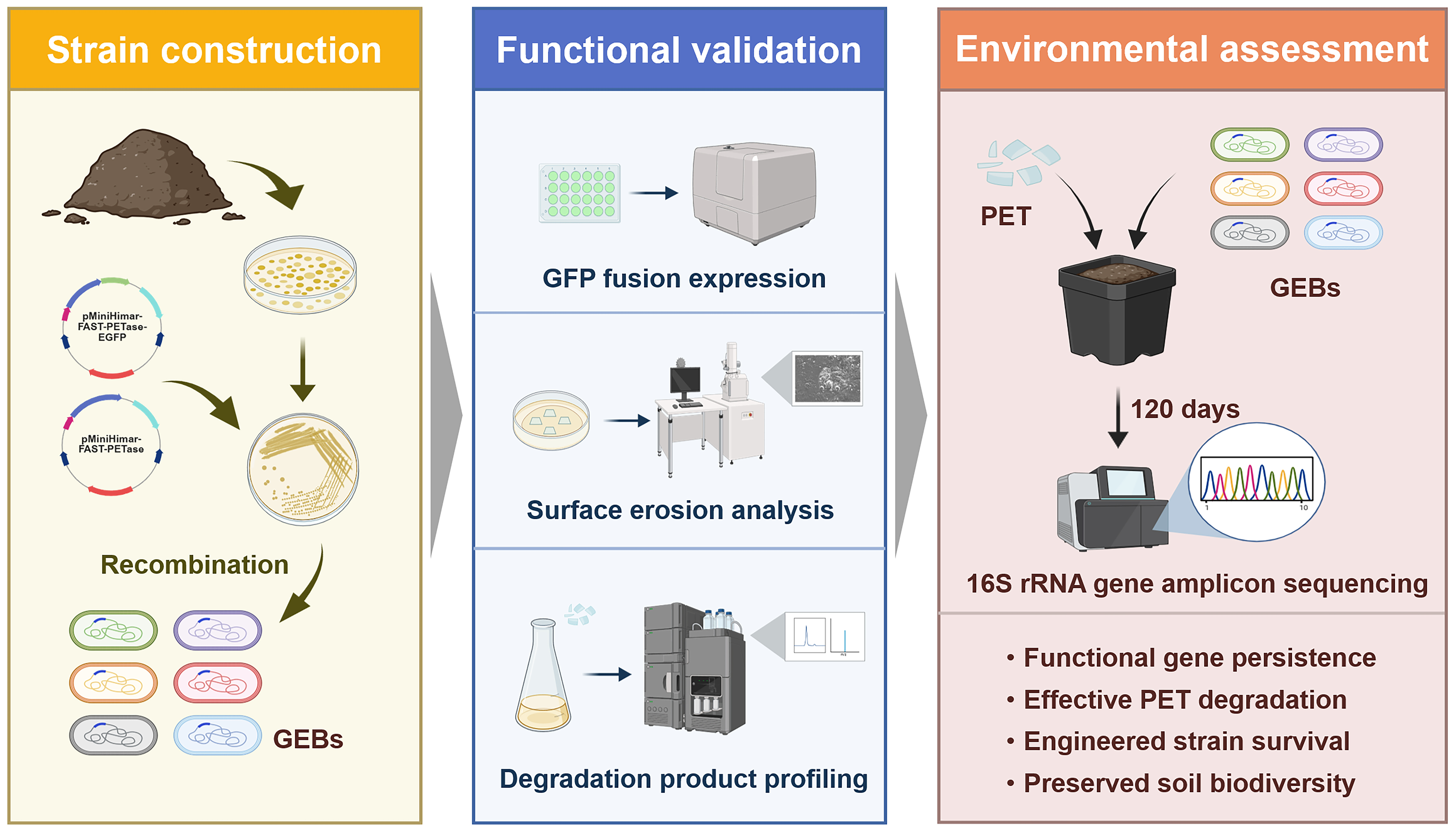 Prof. Li Yuezhong's Team Made New Progress in Soil PET Biodegradation by Indigenous Bacteria Engineering