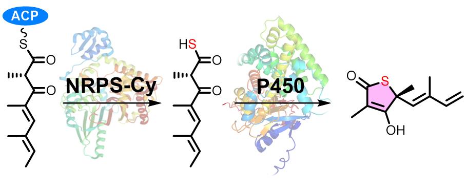 Shandong University and Xiamen University Researchers Achieve Breakthrough in Sulfur-Containing Natural Product Biosynthesis