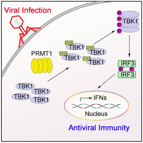 Prof. Gao Chengjiang’s Group Discovered a New Regulatory Mechanism of TBK1 Activation