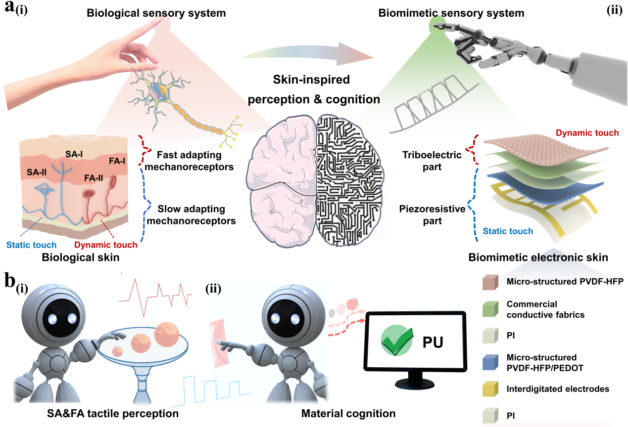 Professor Li Yang's team has made new advances in biomimetic electronic skin research