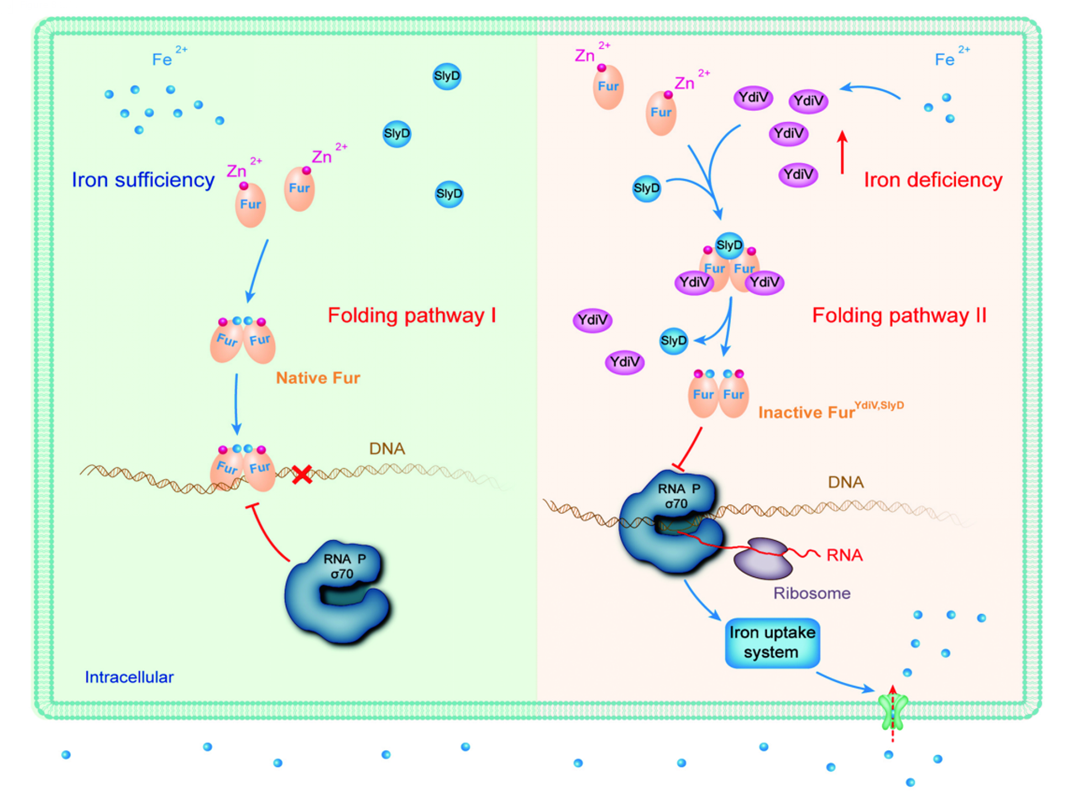 Prof. Gu Lichuan's Research Group Rewrites the Classic Model of Bacterial Iron Metabolism Regulation