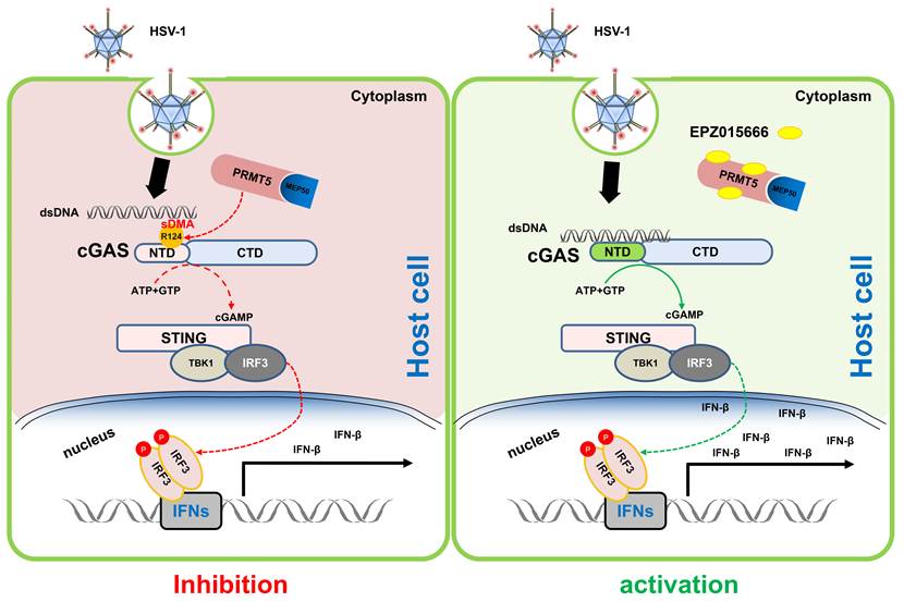 Professor Han Lihui's Research Group Published a Research Article about Innate Immune Regulation in Science Advances