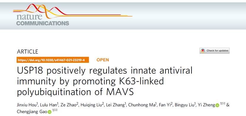 Professor Gao Chengjiang's Research Group Made New Progress in Innate Immune Regulation