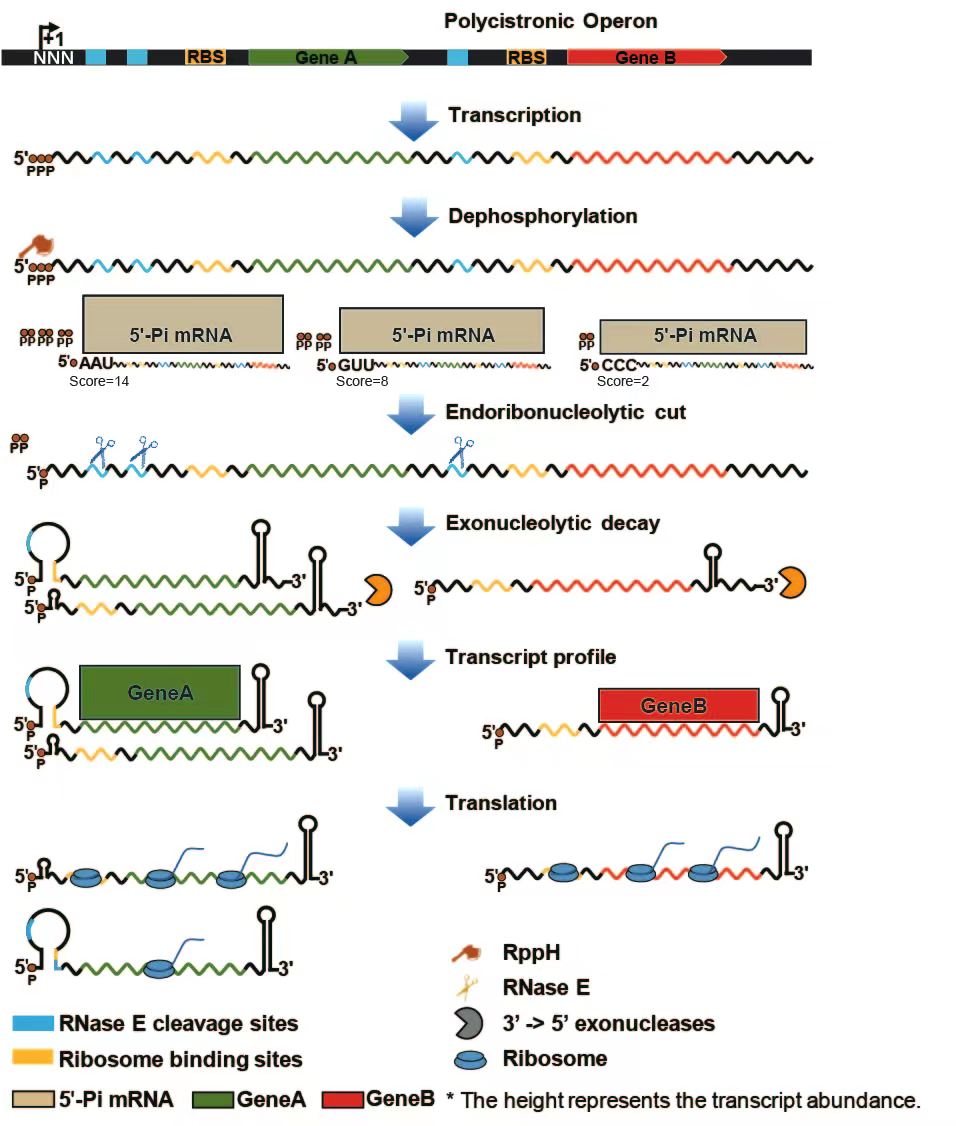 The Blue Carbon Team of the Institute of Marine Science and Technology Made New Progress in the Field of Bacterial Post-Transcriptional Regulation