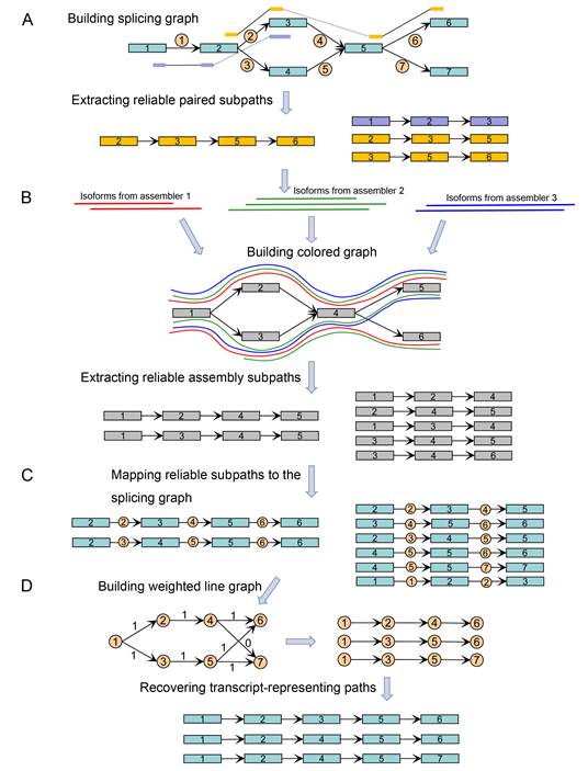 Liu Juntao et al Made New Progress in the Research of Transcriptome Assembly