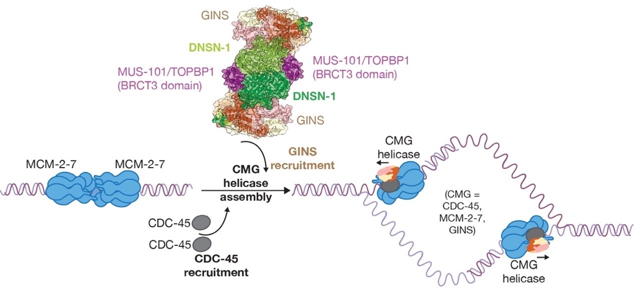 Prof. Hong Ye' Group from The School of Life Sciences Made New Progress on The Mechanism of DNA Replication Initiation