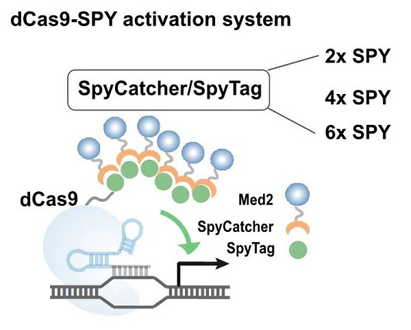 Professor Hou Jin in State Key Laboratory of Microbial Technology Publishes New Advances of CRISPR Transcriptional Regulation in Nucleic Acids Research