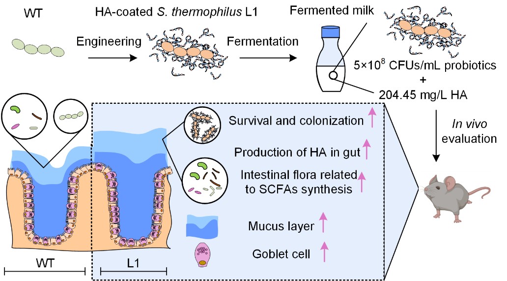 Professor Wang Fengshan's Research Group Made New Progress in Developing Therapeutic Probiotic Chassis with “Capsule Coating” Ability