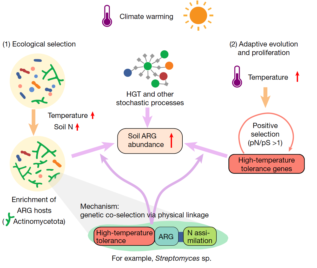 Professor Mu Dashuai’s Team Collaborates with Domestic and International Partners to Publish Research on Soil Antibiotic Resistance in Nature