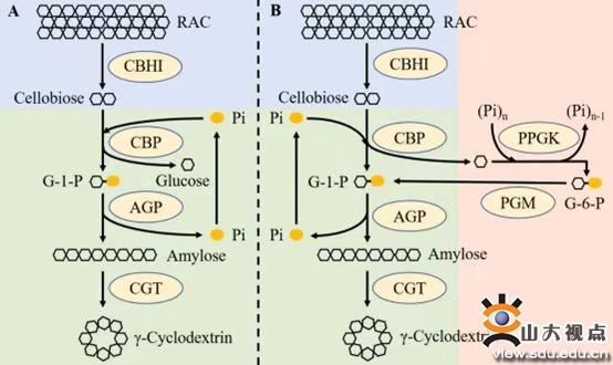 New Advances in Cell-Free Synthesis of γ-Cyclodextrin by Professor Fang Xu's Team