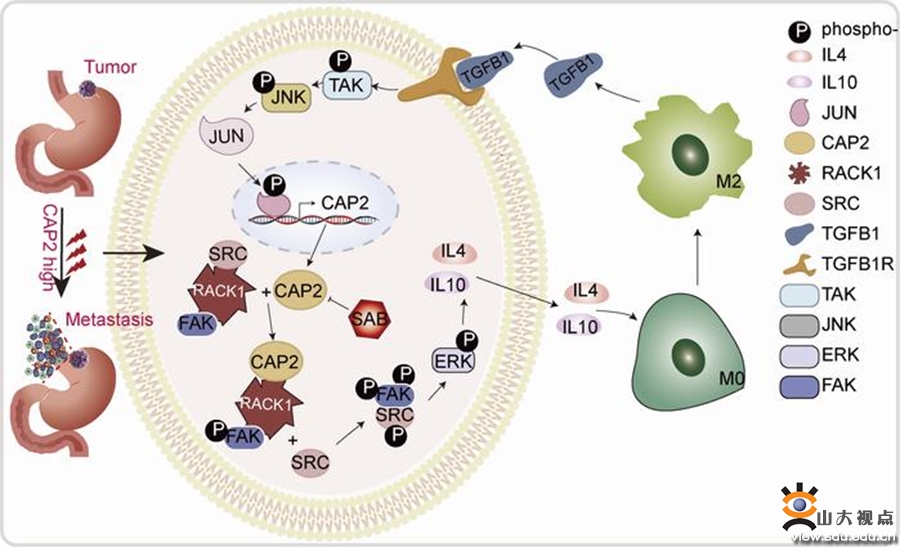 Prof. Gao Peng’s Team Published a Paper Revealing a New Target for Inhibiting the Progression of Gastric Cancer