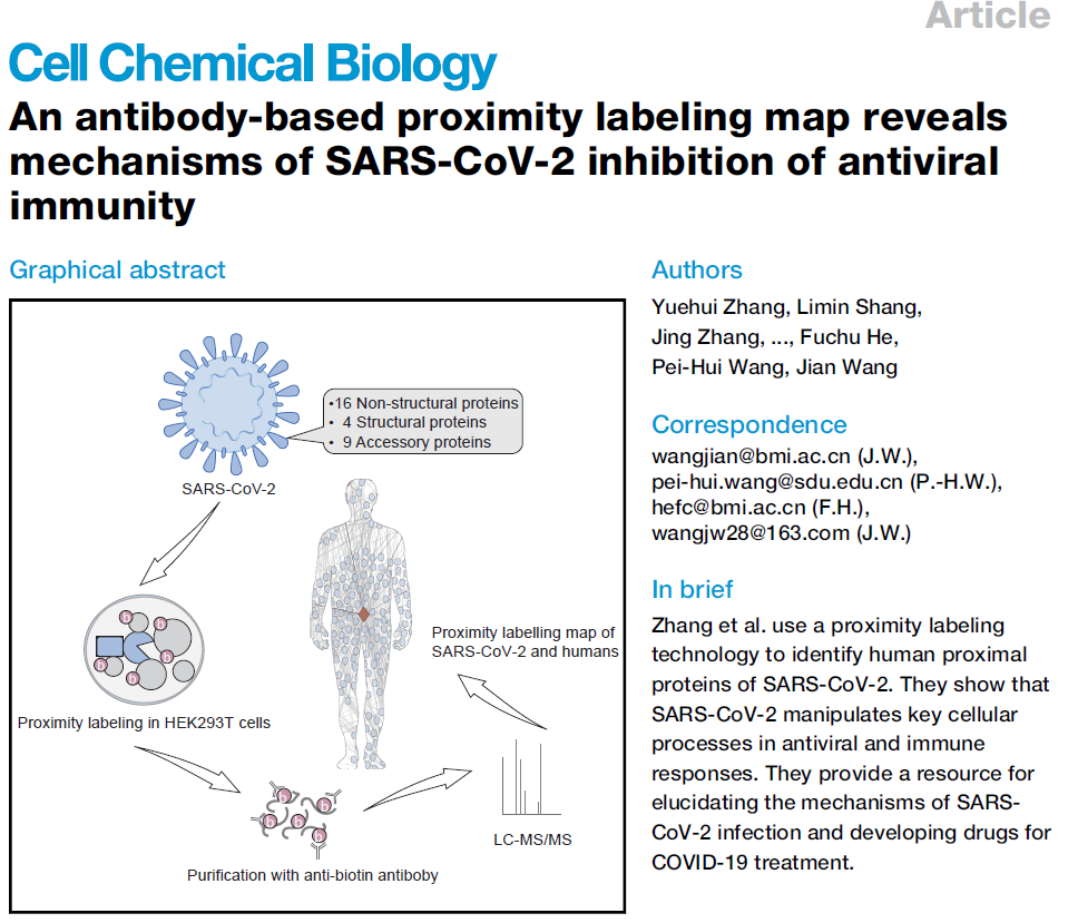 Professor Wang Peihui's Laboratory Reveals Mechanisms of SARS-CoV-2 Inhibition of Antiviral Immunity
