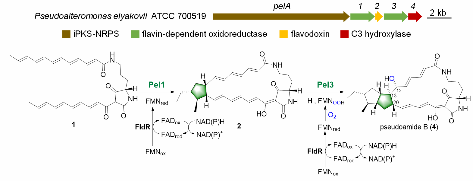 Professor Shen Yuemao and Li Yaoyao’ Team Elucidated the Biosynthetic Mechanism of the 5/5 Bicyclic System Formation of Polycyclic Tetramate Macrolactam