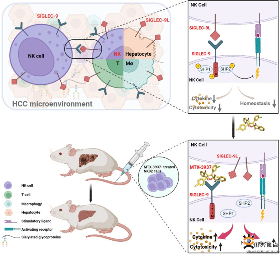 Prof. Ma Chunhong, Prof. Liu Xinyong and Prof. Han Bo's Team collaborate to discover a new potential treatment strategy for hepatocellular carcinoma