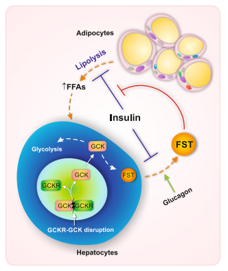 Blood Biomarker Identified That Predicts Type 2 Diabetes Almost 20 Years Before Diagnosis