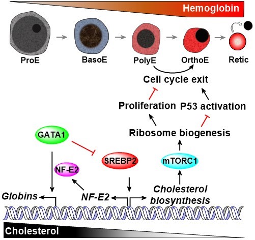 Abnormal Cholesterol Impaired Mammalian Terminal Erythropoiesis Leading to Anemia