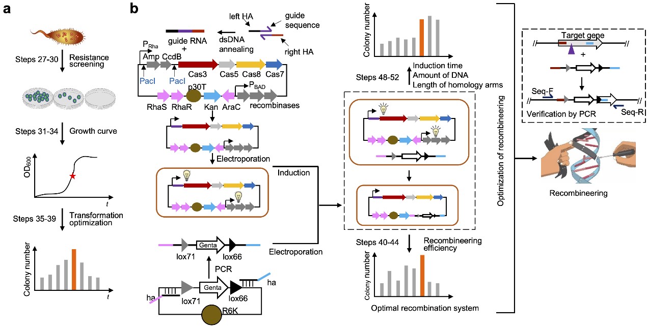 Prof. Fu Jun’s Research Group Made New Progress in Precise Genome Engineering Technology