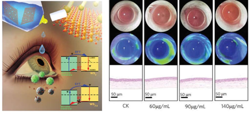 Research Team from the School of Physics Made New Progress in the Synthesis and Modification of Ion Beam Nanomaterials