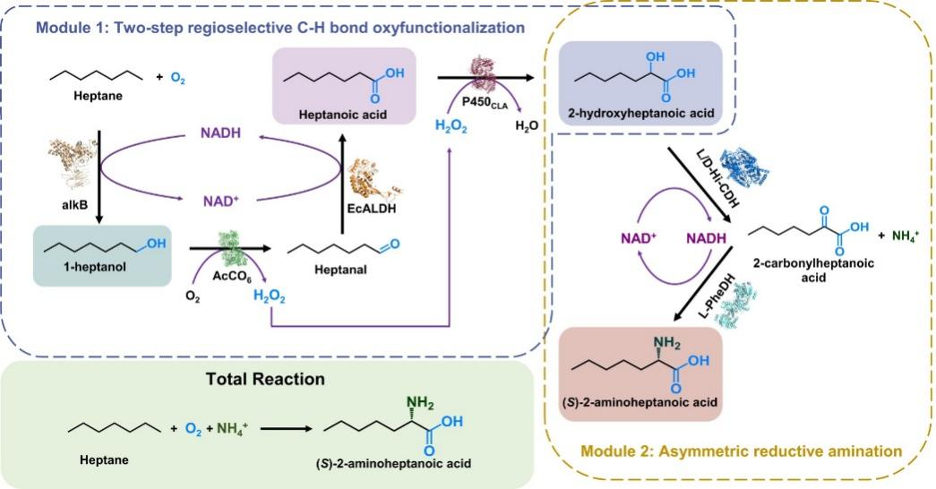 One-pot Biocatalytic Conversion of Chemically Inert Hydrocarbons into Chiral Amino Acids through Internal Cofactor and H2O2 Recycling 