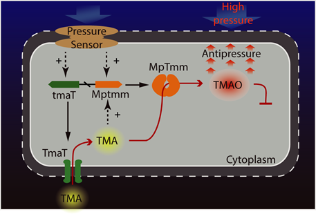 Dr.Zhang Yuzhong's Research Team Revealed the Mechanism of Deep-Sea Bacteria Thrive under High Hydrostatic Pressure