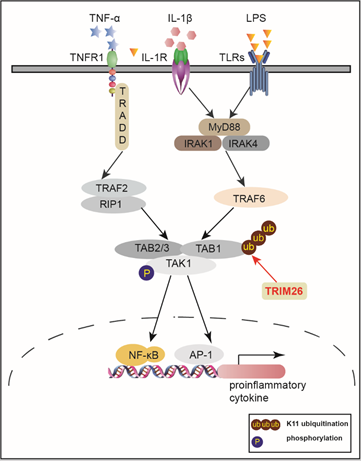 New Results of Prof. Gao Chengjiang’s Laboratory Published in Cell Death & Differentiation