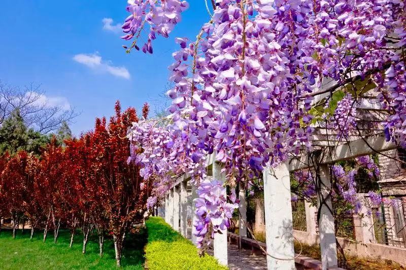 Explore Enchanting Flora of Shandong University