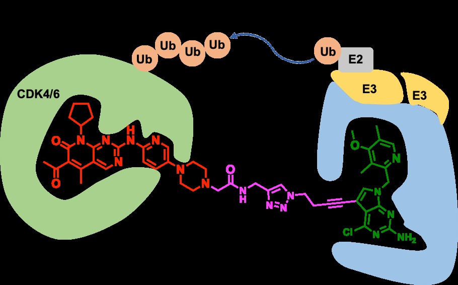 Professor Li Minyong's Team Made New Progress in the Research of New Strategies for Targeted Protein Degradation