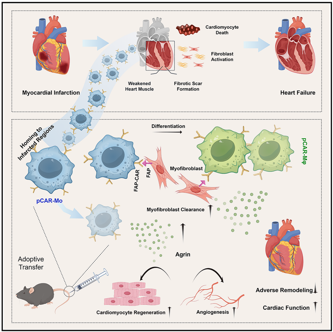 Professor Jiang Xinyi’s Team Collaborates with Professor Zhang Cheng and Professor Yang Jianmin to Publish Cardiovascular Immunotherapy Research in Cell Stem Cell