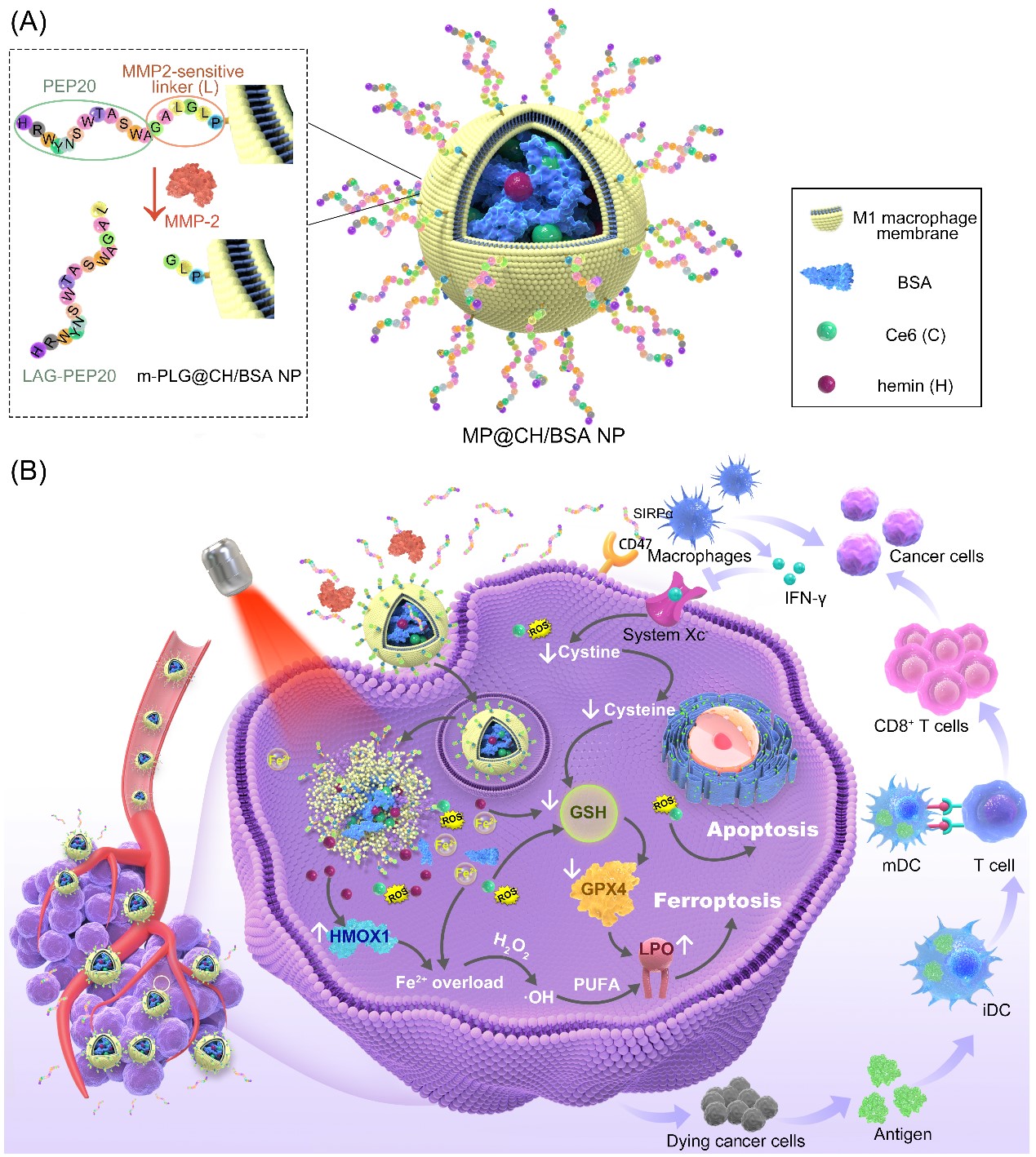 Zhai Guangxi And Yang Xiaoye’s Group Makes New Progress in The Research on Biomimetic Nanoplatform For Synergetic Phototherapy/Ferroptosis Activation/Immunotherapy of Tumor