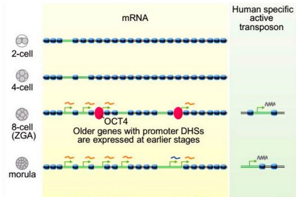 [Xinhua] China Focus: Chinese Scientists Find Key Factor Activating Genome Expression in Human Embryos