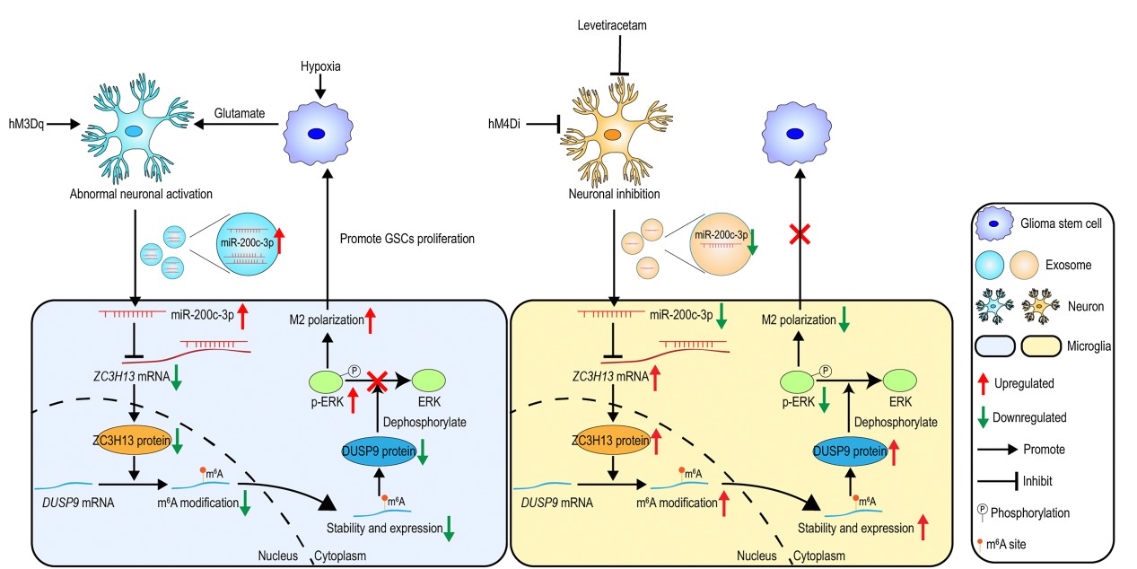 Prof. Li Gang and Xue Hao’s Team from Qilu Hospital of Shandong University Reveals a Novel Mechanism of Neuronal Activity Promoting Glioma Progression