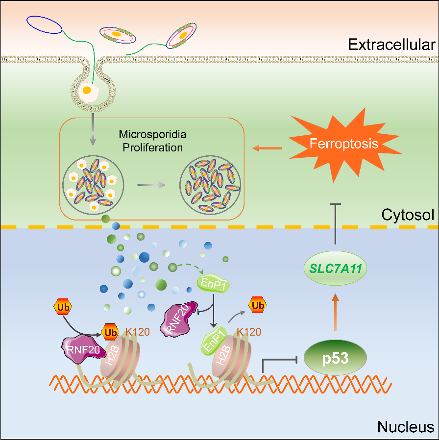 Prof. Han Bing's Group Uncovers New Mechanism by Which Encephalitozoon Microsporidia Regulate Their Host