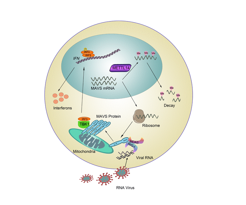 Prof. Gao Chengjiang's Research Group Made New Progress in the Regulation of Innate Antiviral Immunity