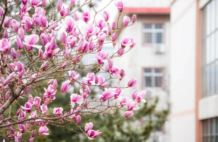Spring in Full Bloom: Explore Scenic Beauty of Shandong University