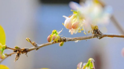 Encounter the Enchanting Spring at SDU