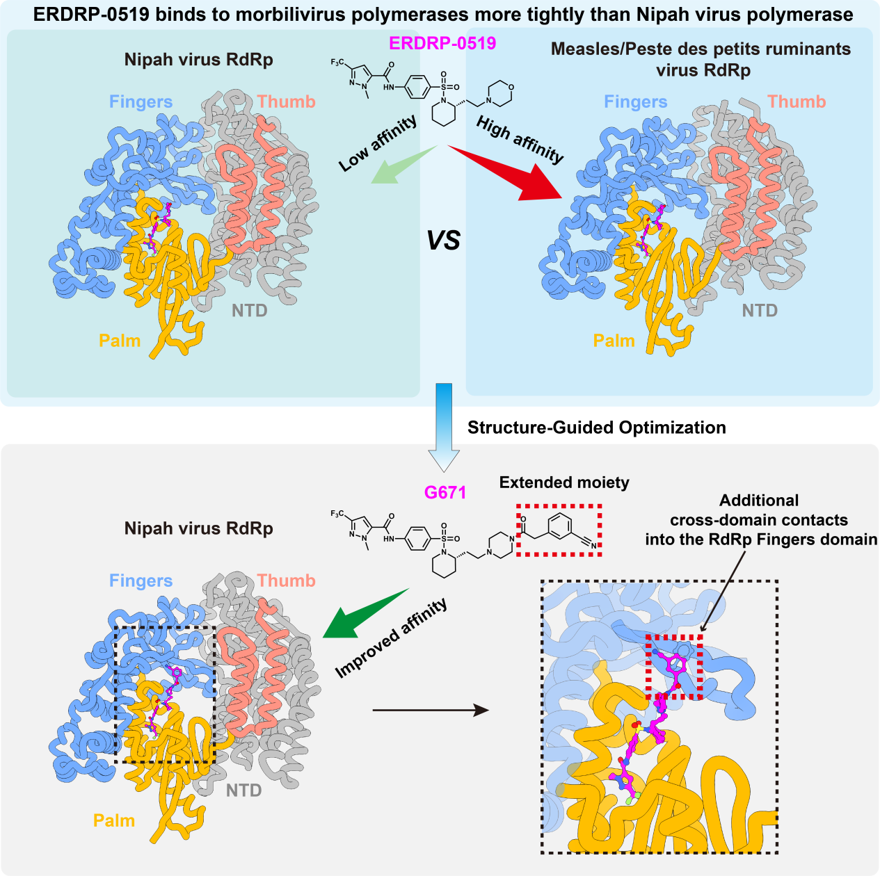 Professor Zhan Peng and Associate Research Fellow Gao Shenghua Elucidate the Cross-Genus Inhibitory Mechanism of Small Molecules Targeting Paramyxoviral Polymerases and Propose an Optimization Strategy for Nipah Virus Inhibitors