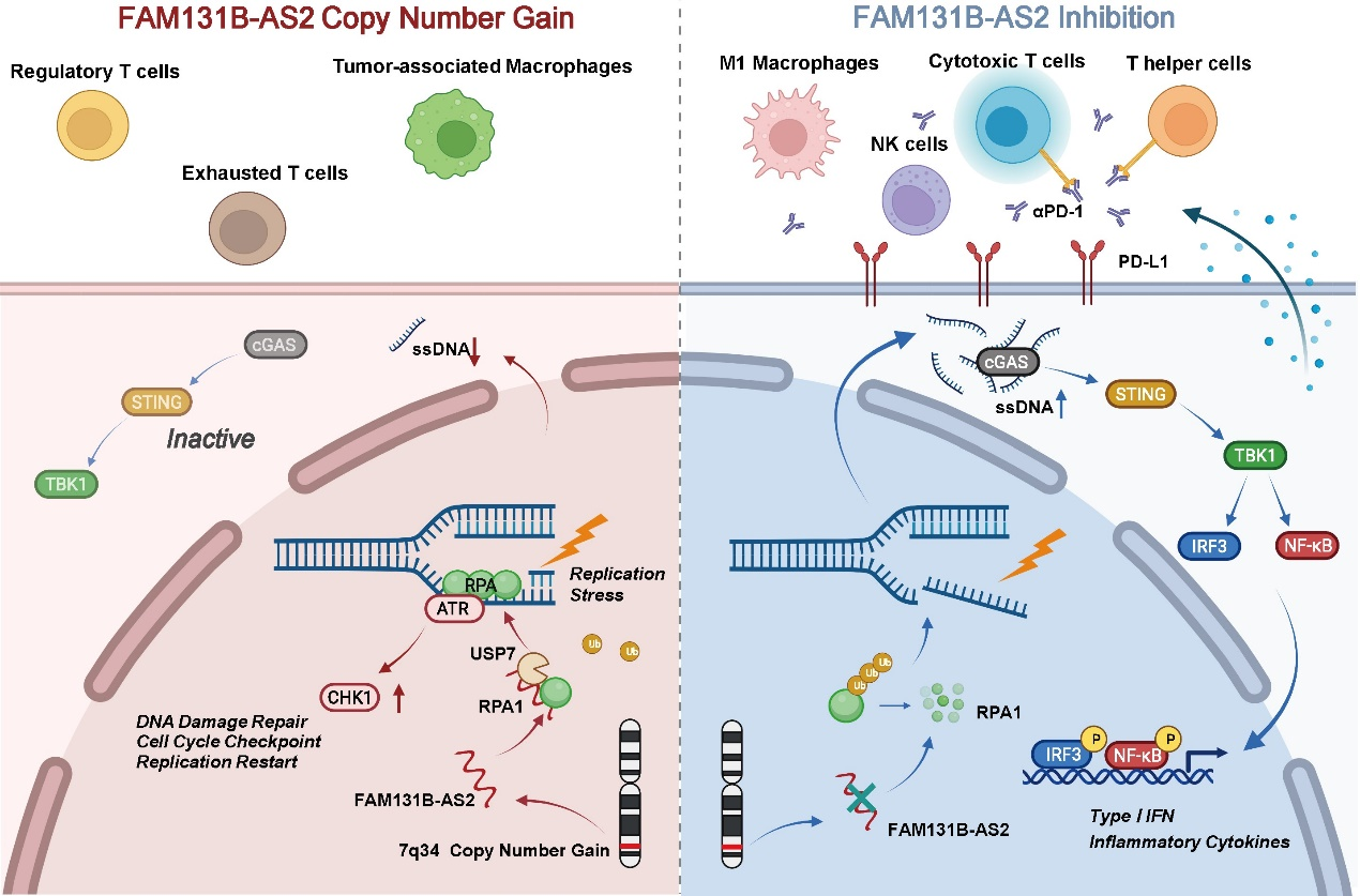 Professors Li Gang and Xue Hao’s Team Uncovers New Mechanism Driving Glioblastoma Malignant Progression