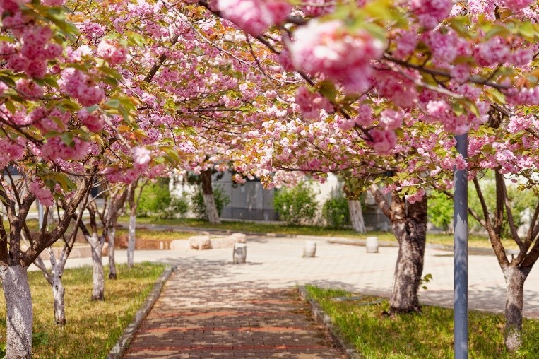 Explore Spring Scenery at Shandong University 