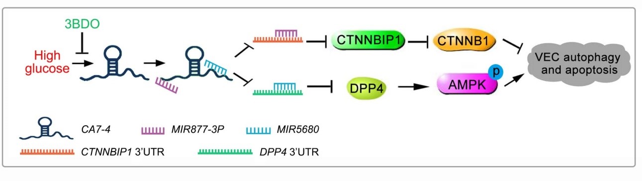 Prof. Miao Junying's Team Found a New Long Non-coding RNA that Regulates Autophagy and Apoptosis