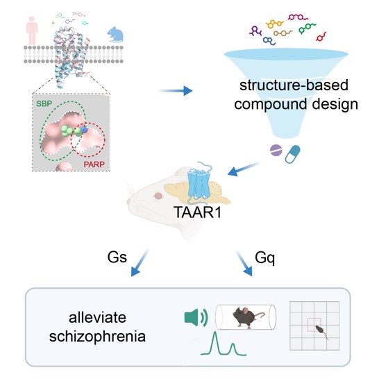 Prof. Sun Jinpeng's Team Published a Paper on Cell