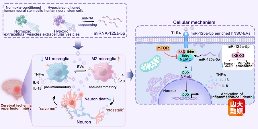 Prof. Wang Fengshan & Zhang Xinke's Group Unveils the Roles of miR-125a-5p in hNSC-EVs in Regulating Cerebral Ischemia-Reperfusion Injury