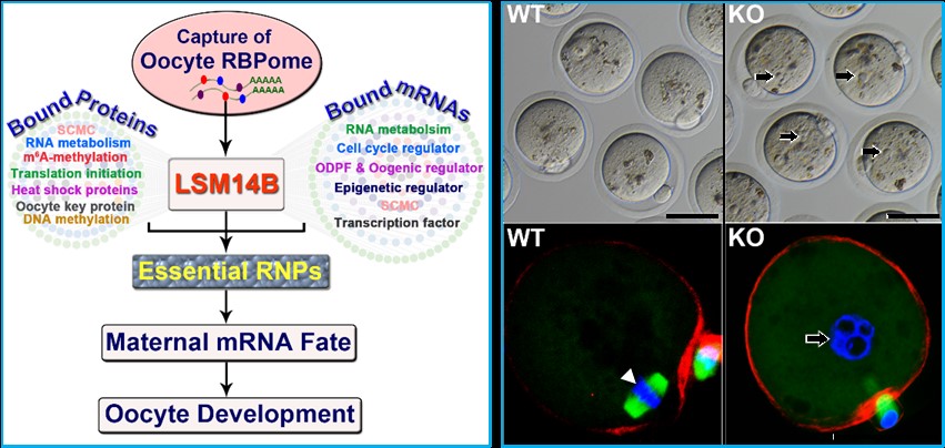 Prof. Su Youqiang’s Research Group from the School of Life Sciences Has Made New Progress in the Research on the Fate of Maternal mRNA and Oocyte Quality