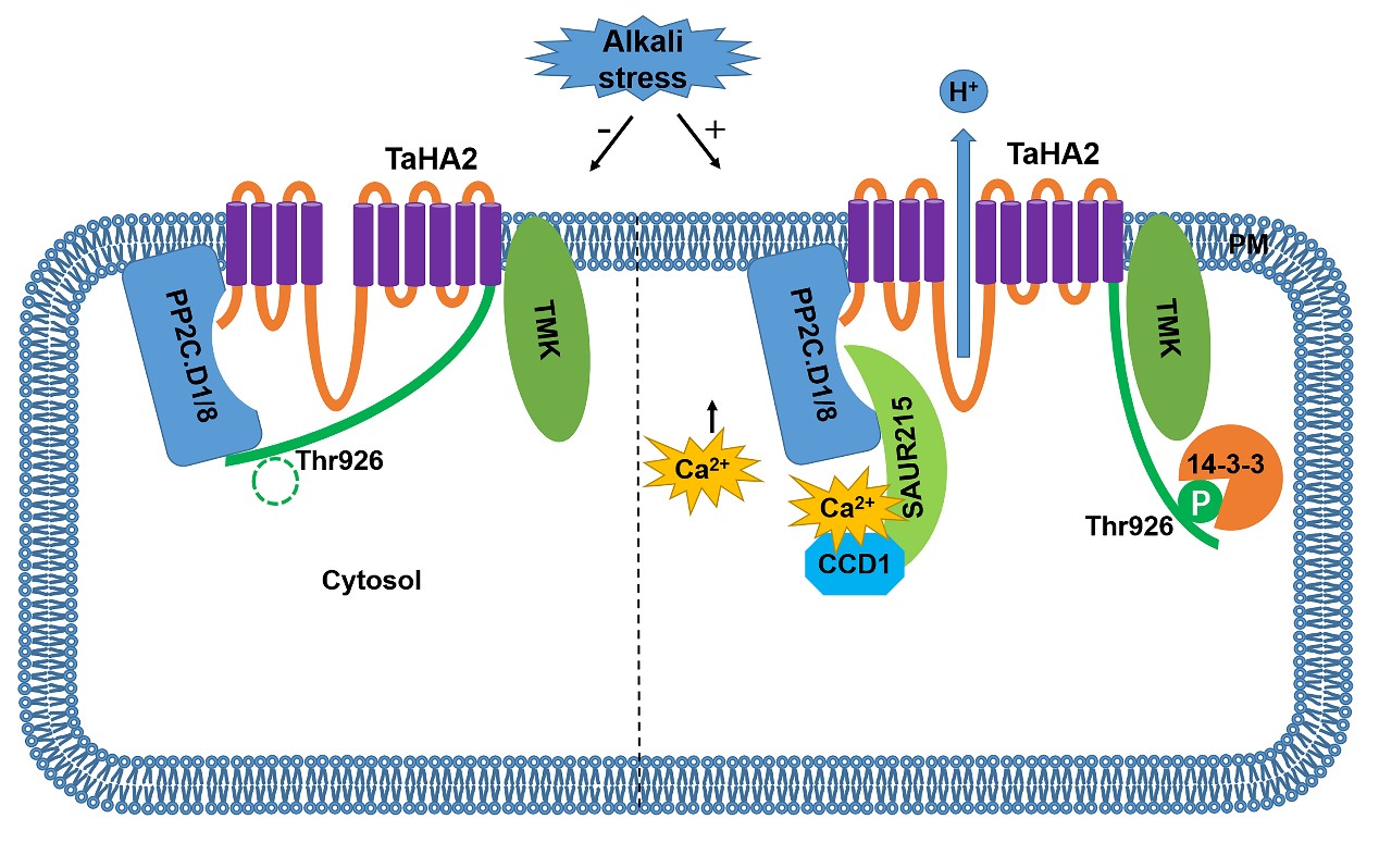 Professor Liu Shuwei from the School of Life Sciences Exploited the Molecular Mechanism of Wheat Alkali Tolerance