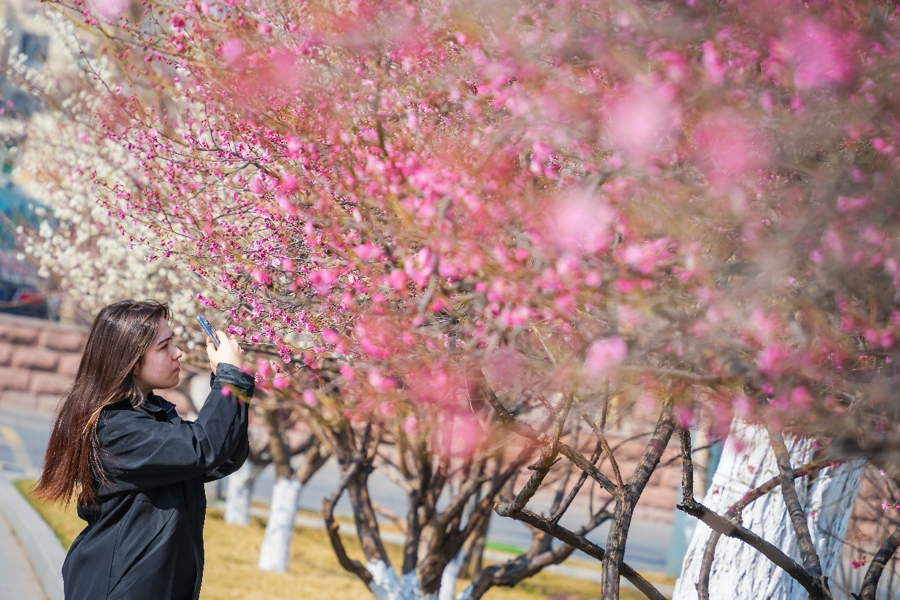 Shandong University Flowers in Full Bloom